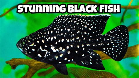 black aquarium fish